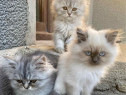 Pui Pisica Persană Silver Gray