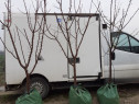 Pomi cu balot de pamant 3-4 ani