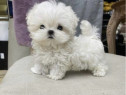 Bichon Maltez Mini Toy