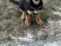 Ciobănesc german (c&acirc;ine lup)