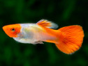 Guppy Koi Kohaku - direct din crescatoria proprie