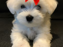 Bichon maltez mini toy