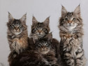 Maine coon pisoiași