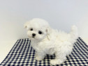 Bichon maltez mini toy