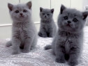 British shorthair puiuți