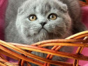Scottish fold pui
