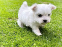 Bichon maltez mini tot