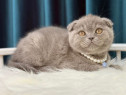 Puiuți Scottish fold