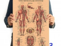 Poster vintage Sistemul muscular hartie kraft dim 42 x 29 cm