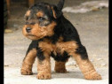 Pui de welsh terrier