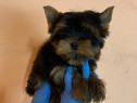 Yorkshire Terrier mini toy