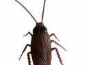 Jucarie interactiva THK, Gandacul Cockroach, Maro, vibratie, 11 cm