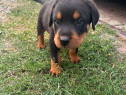 Catelusi rottweiler