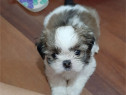 Pui shih-tzu mini toy