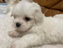 Bichon maltez mini toy