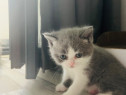 British shorthair fetita