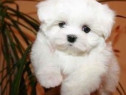 Pui Bichon Maltez mini toy