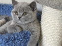 British shorthair pisoiași