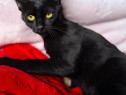 Adoptie pui de pisica neagra Andorra