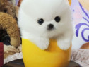 Pomeranian talie foarte mica toy exemplare superbe