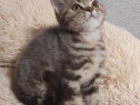 British shorthair pui