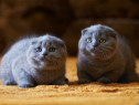 Scottish Fold puiuți