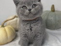 British shorthair pui