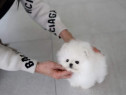 Pomeranian boo toy