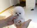 Pomeranian miniatural boo