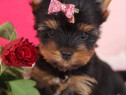 Pui Yorkshire Terrier mini toy fetita superba