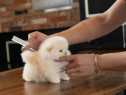 Pomeranian miniatura boo