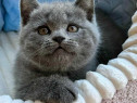 British shorthair blue