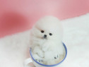 Pomeranian boo mini asigur transport