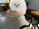 Pomeranian boo teacup