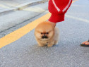 Pomeranian boo mini toy