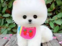 Pomeranian boo teeacup mini