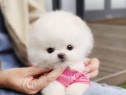 Pomeranian cadoul ideal mini boo asigur transportul