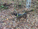 Câine de vânătoare plott hound