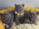 British shorthair băieței și fetițe