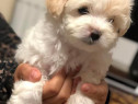 Bichon maltez mini toy