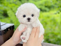 Bichon maltez mini toy