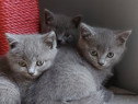 British shorthair blue