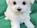 Pui Bichon maltez mini toy