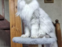 Puiuți de Maine coon