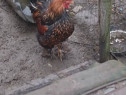 Cocoși găini brahma