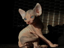 Pui de sphinx/sfinx/sphynx diferite culori