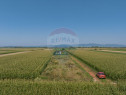 Teren de 1100 mp de vânzare în Stupini