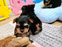 Pui de yorkshire yorki yorkie femele si masculi