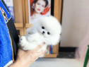 Pomeranian ursulet mini talie mica Rasa pura
