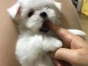 Bichon maltez mini toy